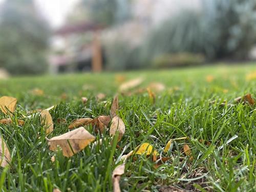 Fall Yard Waste & Leaf Collection Schedules