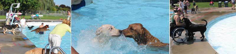 dog-dip-header