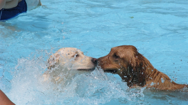 Doggie Dips Scheduled at City Pools