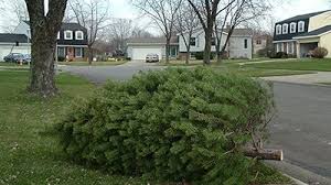 Christmas Tree Collection Scheduled