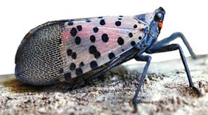 City in Spotted Lanternfly Quarantine Area