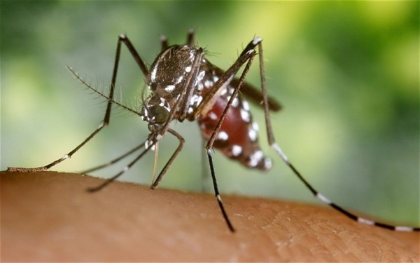 World Health Organization Declares Zika Concern