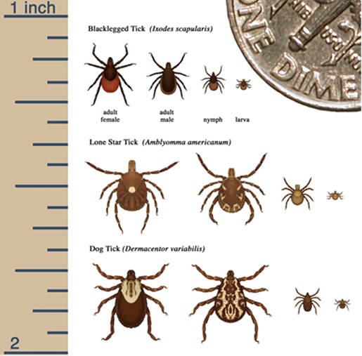 Size comparison graphic of ticks