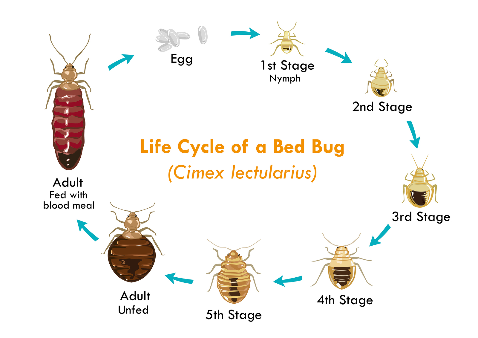 Click here to load the Bedbug Life Cycle pdf.